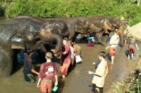 elephant_and_karen_hourse03 (1).jpg - One day Chiang Mai Package all highlights | https://sabaigobangkok.com